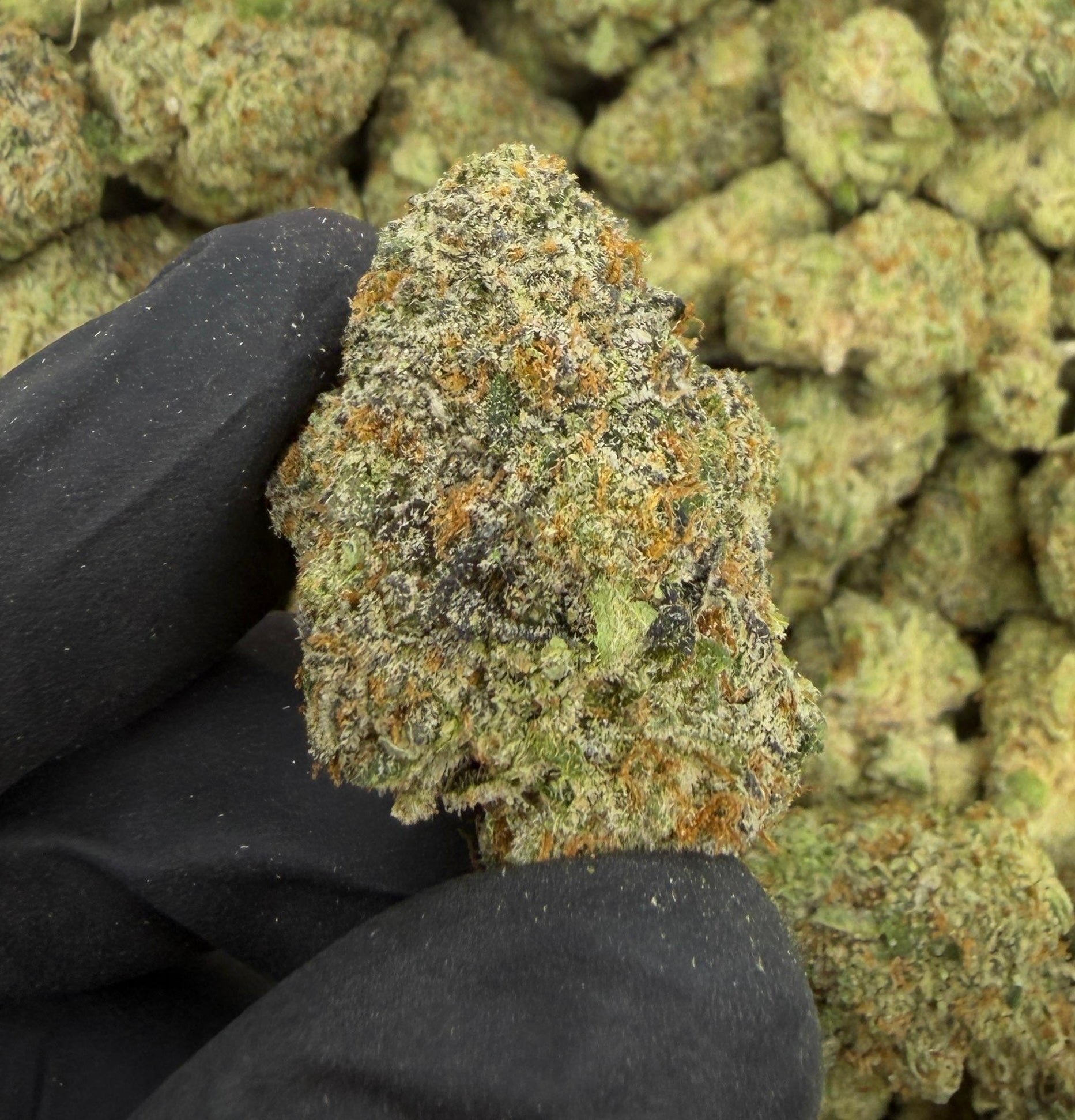 THC Cannabis Flower